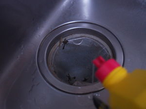 キッチンの排水口の臭いの原因は?掃除の仕方や悪臭の予防方法について解説